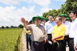 Prime Minister visits agricultural production facilities in Dong Thap