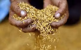 Thai rice exports to Philippines set to double in 2023