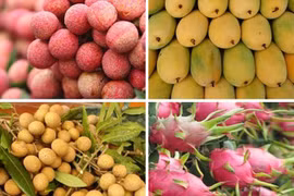 Vietnamese fruits gain strong foothold in Australia
