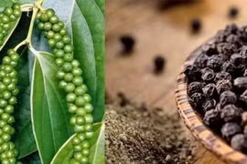 PM orders assistance to peppercorn exporters in trouble