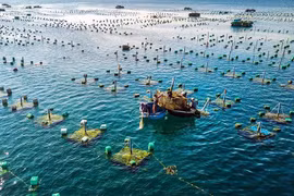Vietnam, Norway promote cooperation in marine aquaculture