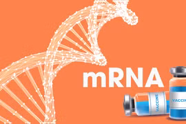 Vietnam sees great opportunity to access mRNA vaccine production technology: UNDP official