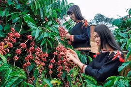Immediate actions required to prevent forest loss in coffee production: official