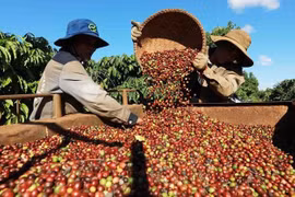 Ample room for Vietnamese coffee in Algerian market: Trade Counsellor