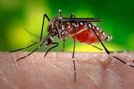 Dengue cases in Laos keep increasing