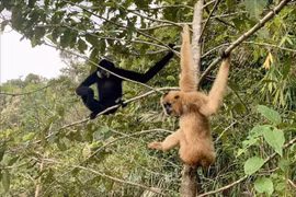 Five northern buffed-cheeked gibbons released into Ta Dung national park