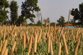 ASEAN – India Millets Festival opens in Jakarta