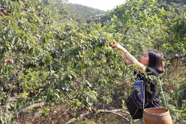 Son La plum to be served on Vietnam Airlines flights