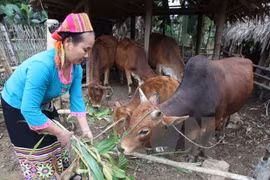 Meeting seeks to enhance foreign NGO-Vietnamese partner connections