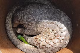  Can Tho: Wild pangolin to be handed over to U Minh Ha national park