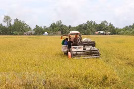 Hau Giang to host international rice festival