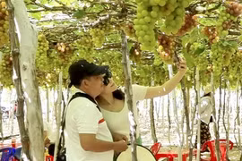 Ninh Thuan province develops grape eco-system