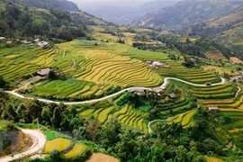 Travel programme promotes Hoang Su Phi terraced fields