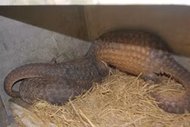 Rare, endangered animals rescued in Ninh Binh