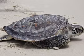 Giant sea turtle rescued, released to nature