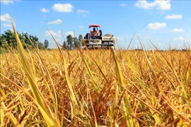 Workshop discusses growing 1 million ha of high-quality rice