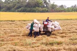 Vietnam’s rice exports hit record high since 1989