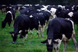 Malaysia blocks live cattle imports from Australia after skin disease scare