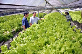 HCM City continues to make hi-tech, clean agriculture a priority