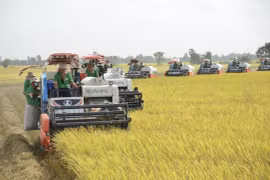 Rice exports expected to hit 5 billion USD this year