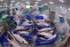 Hurdles remain in aquatic export: VASEP