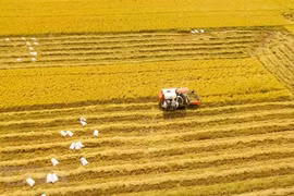 2023 set to be favourable for Vietnamese rice enterprises