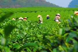 Tea exports earn 50 mln USD in first four months of 2023