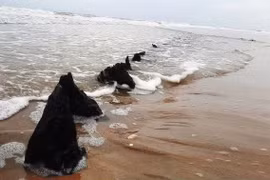 Hoi An orders collection of shipwreck’s carbon isotope samples
