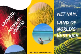 Vietnam's ST25 rice exported to the Republic of Vanuatu