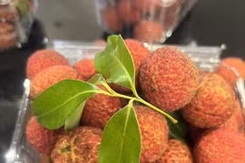 Vietnamese seedless lychees now available in UK market