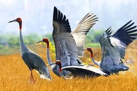 Dong Thap rolls out measures to preserve, develop red-headed crane population