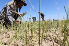 Thailand forecast to face severe drought this year