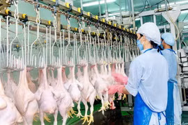 Domestic poultry sellers face tough competition from imported chicken