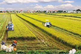 Mekong Delta rolls out red carpet for investment in agriculture