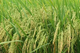 Research institute, agri-business cooperate in developing purebred rice varieties