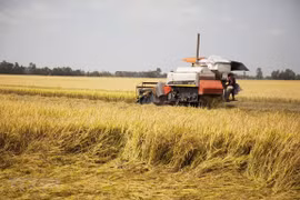 Vietnamese rice prices increase after India’s export ban