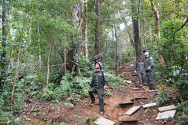 Vietnam eyes investment in clean energy to develop carbon market