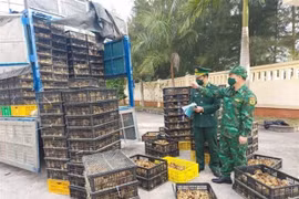 Ministries, agencies, localities urged to curb cross-border poultry smuggling