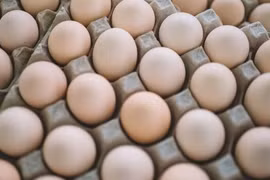 Indonesia to export eggs to Singapore