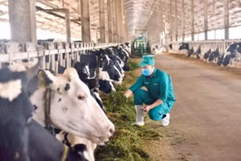 Dairy businesses expect to improve profit margin