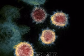 Omicron subvariant XBB detected in HCM City
