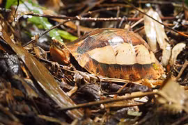 Rare turtle species conserved