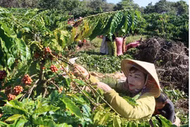Producers advised to enhance coffee quality, competitiveness