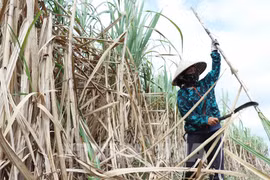 Over 17 tonnes of sugarcane from Hoa Binh exported to the US