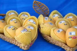 Vietnam ranks third in exporting mango to RoK 