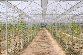 Ninh Thuan turning high-tech agriculture into economic spearhead