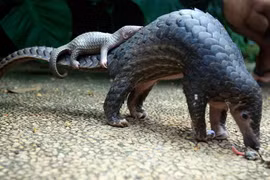 Tay Ninh: Many rare, endangered animals rescued