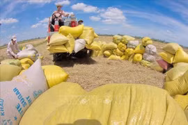 Vietnam rice exports surge to new record revenue 