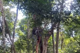 19 wild animals released to nature in Quang Binh