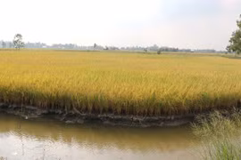Mekong Delta to expand shrimp-rice farming